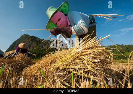 Frauen tragen Masken aus der Shan oder Thai Yai Volksgruppe machen Stroh Bündel, Feldarbeit, geerntet Reisfeld Stockfoto