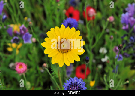 Blume des goldenen Marguerite, gelbe Kamille oder Oxeye Kamille (Anthemis Tinctoria), Heilpflanze auf eine bunte Blume Stockfoto