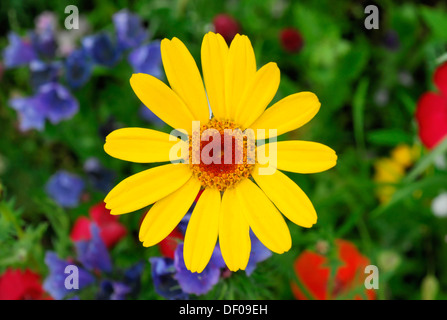 Goldene Marguerite (Euryops spec.), blühende Wiese, Schwaebisch Gmuend, Baden-Württemberg Stockfoto