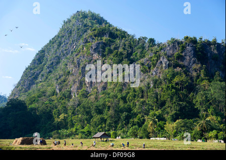 Menschen, die Arbeiten an einem geernteten Reisfeld, Provinz Mae Hong Son, nördlichen Thailand, Thailand, Asien Stockfoto