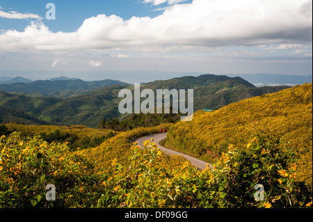 Straße durch Feld Baum Ringelblume, mexikanische Tournesol, mexikanische Sonnenblume, japanische Sonnenblume oder Nitobe Chrysantheme (Tithonia Stockfoto