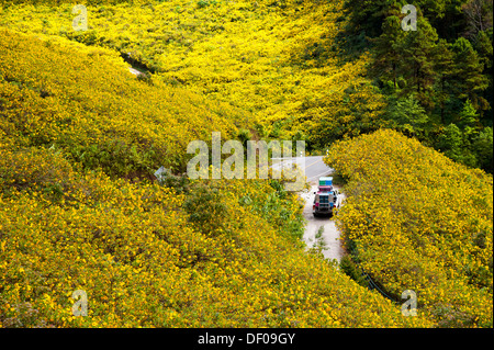 Fahrzeug mit voller Zuladung fahren durch Felder von Baum Ringelblume, mexikanische Tournesol, mexikanische Sonnenblume, japanische Sonnenblume oder Nitobe Stockfoto