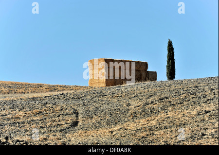 Landschaft mit Strohballen und eine Zypresse, südlich von Siena, Crete Senesi, Toskana, Italien, Europa Stockfoto