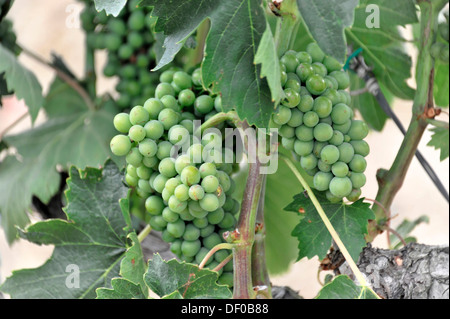 Weinreben, Weinberg im Val d ' Orcia Tal, in der Nähe von Montepulciano, Toskana, Italien, Europa Stockfoto