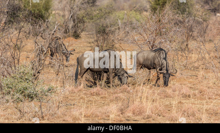 Drei blaue Gnus Beweidung in den Trockenrasen des Pilanesberg National Park in Südafrika Stockfoto