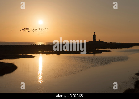 Brant oder Ringelgänse (Branta Bernicla) Migration im Frühjahr über die kleine Insel von Langeness, Nordfriesland, Schleswig-Holstein Stockfoto