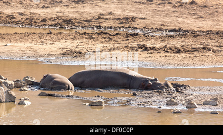 Eine kleine Familie der Flusspferde schlafen am Ufer eines kleinen Sees im Pilanesberg National Park in Südafrika Stockfoto