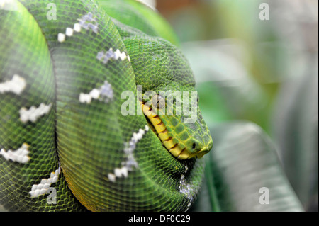 Grüner Baumpython (Chondropython Viridis), ursprünglich aus Neuguinea und Nordaustralien, Terrazoo, North Rhine-Westphalia Stockfoto