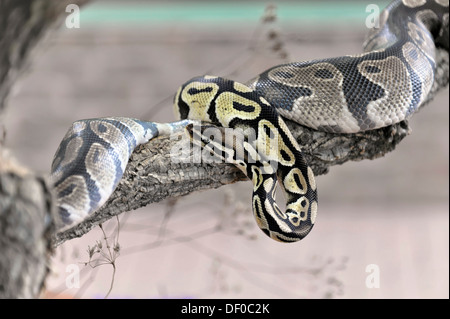 Königspython oder Royal Python (Python Regius), ursprünglich aus Westafrika, Terrazoo, North Rhine-Westphalia Stockfoto