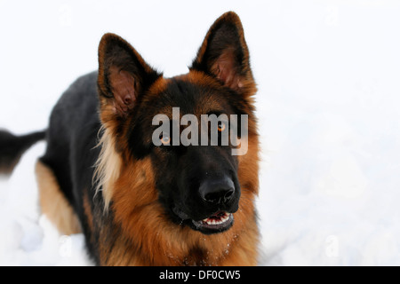 Deutscher Schäferhund, Spraitbach, Schwäbisch Gmünd, Baden-Württemberg, Deutschland Stockfoto