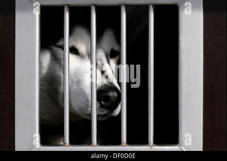 Siberian Husky hinter Schloss und Riegel in ein Transportfahrzeug, 6. International Sled Dog Race, 26-27/01/2013, Inzell, Bayern, Deutschland Stockfoto