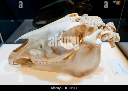Plastination Exemplar von Schädel und Gehirn des Pferdes Stockfoto