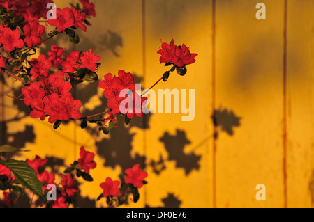 Gelbe Azalee oder Geißblatt Azalee (Rhododendron Luteum) mit Schatten vor einer Holzwand Stockfoto