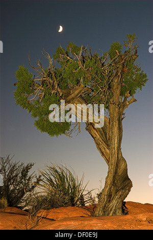 Utah-Wacholder (Juniperus Osteosperma) und Mond an der North Rim des Grand Canyon in der Nähe von Toroweap Point, Grand Canyon National Park Stockfoto