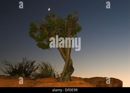 Utah-Wacholder (Juniperus Osteosperma) und Mond an der North Rim des Grand Canyon in der Nähe von Toroweap Point, Grand Canyon National Park Stockfoto