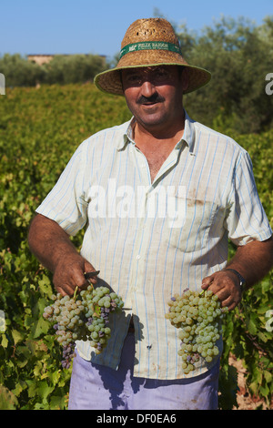 Montilla, Ernte Pedro Ximenez Weintrauben, Bodegas Cabriñana, Jahrgang in einem Weinberg in Montilla Montilla-Moriles Bereich, Cor Stockfoto