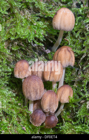 Glimmer-Kappe oder glitzernden Inky Cap (Coprinus Micaceus), Tinner Loh, Haren, Emsland, Niedersachsen Stockfoto