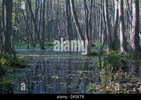 Marschland Wald mit Erlen (Alnus Glutinosa), Darß, Mecklenburg-Vorpommern Stockfoto