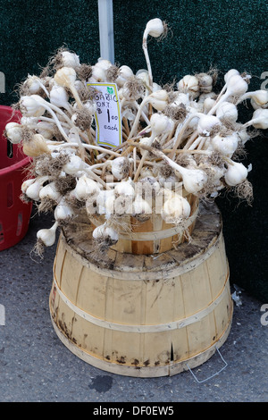 Knoblauch auf dem Display an Milton Bauern Markt Ontario, Kanada. Stockfoto