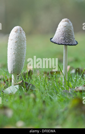 Shaggy Tinte GAP, des Rechtsanwalts Perücke oder Shaggy Mähne (Coprinus Comatus), Haren, Emsland-Region, Niedersachsen Stockfoto