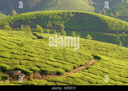 Die Teegärten von Munnar in den Western Ghats in Kerala, Indien, Asien Stockfoto