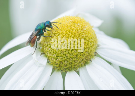 Rubin-tailed Wespe (Chrysis Ignita) auf geruchlos Mayweed, geruchlose Kamille, Mais Mayweed, Mais Mutterkraut (Tripleurospermum Stockfoto