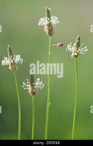 Spitzwegerich Spitzwegerich, Englisch Plantain, Buckhorn Wegerich und Narrowleaf Wegerich (Plantago Lanceolata) mit Schwebfliege, Haren Stockfoto