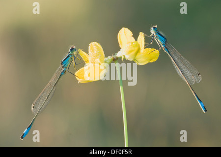 Blau-tailed Libellen (Ischnura Elegans), Haren, Emsland Region, Niedersachsen Stockfoto