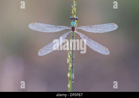 Willow Emerald Damselfly oder Western Willow Spreadwing (Chalcolestes Viridis), Haren, Emsland, Niedersachsen Stockfoto