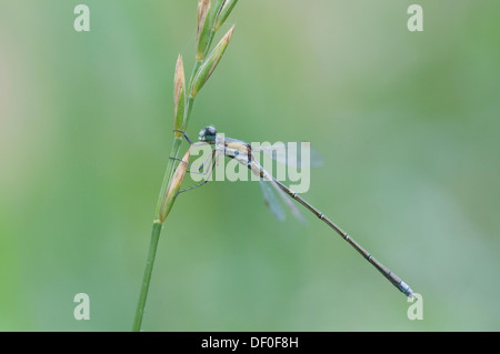 Emerald Damselfly oder gemeinsame Spreadwing (Lestes Sponsa), Haren, Emsland Region, Niedersachsen Stockfoto