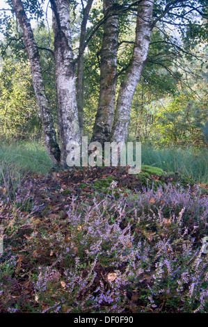 Weiße Birke (Betula Pubescens) und Heidekraut (Calluna Vulgaris), Tausendschrittmoor, Haren, Emsland Region, Niedersachsen Stockfoto