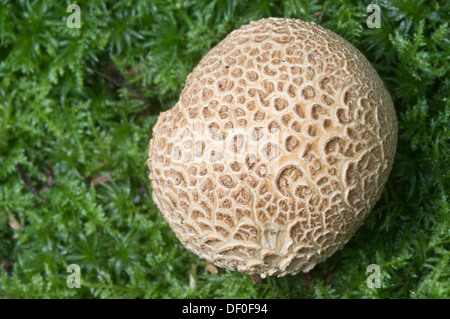 Gemeinsamen Earthball, vergiften Puffball Schweinsleder oder gemeinsame Erde Kugel (Sklerodermie Citrinum), Tinner Loh, Haren, Emsland-Region Stockfoto