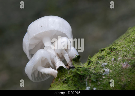 Porzellan-Pilz (Oudemansiella Mucida), Tinner Loh, Haren, Emsland Region, Niedersachsen Stockfoto