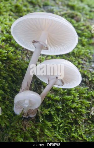 Porzellan-Pilz (Oudemansiella Mucida), Tinner Loh, Haren, Emsland Region, Niedersachsen Stockfoto