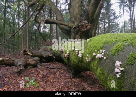 Porzellan-Pilz (Oudemansiella Mucida), Tinner Loh, Haren, Emsland Region, Niedersachsen Stockfoto