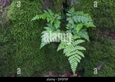 Lady Farn (entstanden Filix-Femina), wachsen auf einer Eiche (Quercus Robur), Tinner Loh, Haren, Emsland Region, Niedersachsen Stockfoto