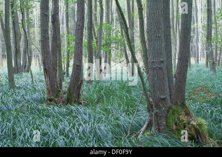 Schwarz-Erlen (Alnus Glutinosa) in den Darßwald, Mecklenburg-Vorpommern Stockfoto