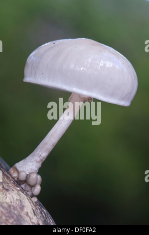 Porzellan-Pilz (Oudemansiella Mucida), Tinner Loh Naturschutzgebiet, Haren, Emsland, Niedersachsen Stockfoto