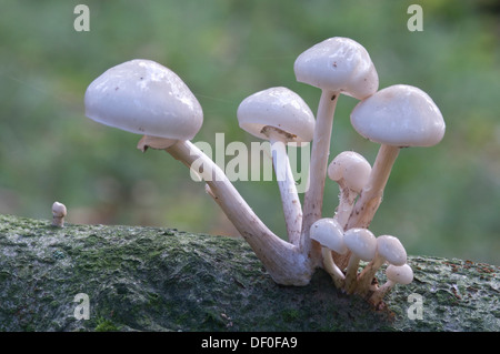 Porzellan-Pilze (Oudemansiella Mucida), Tinner Loh Naturschutzgebiet, Haren, Emsland, Niedersachsen Stockfoto