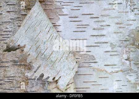 Rinde einer Birke (Betula Pendel, Betula verzweigt), Haren, Emsland, Niedersachsen Stockfoto