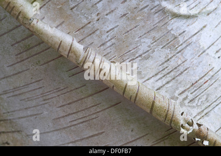 Rinde einer Birke (Betula Pendel, Betula verzweigt), Haren, Emsland, Niedersachsen Stockfoto