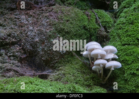 Porzellan-Pilz oder schleimig Buche Cap (Oudemansiella Mucida) auf eine alte Buche (Fagus Sylvatica), Tinner Loh, Haren, Emsland Stockfoto