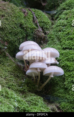 Porzellan-Pilz oder schleimig Buche Cap (Oudemansiella Mucida) auf eine alte Buche (Fagus Sylvatica), Tinner Loh, Haren, Emsland Stockfoto