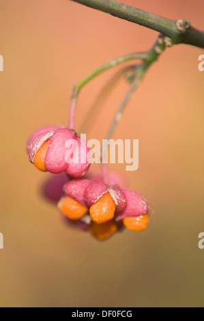 Europäische Spindel Baum (Euonymus Europaeus), Haren, Emsland, Niedersachsen Stockfoto