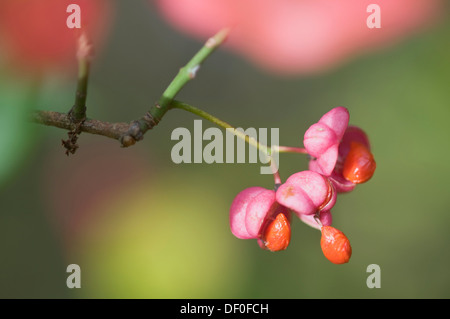 Europäische Spindel Baum (Euonymus Europaeus), Haren, Emsland, Niedersachsen Stockfoto