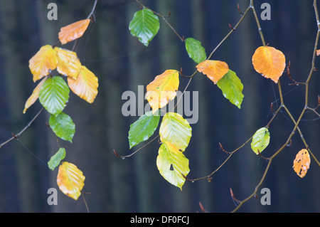 Buche Blätter (Fagus Sylvatica), im Herbst, Tinner Loh, Haren, Emsland, Niedersachsen Stockfoto
