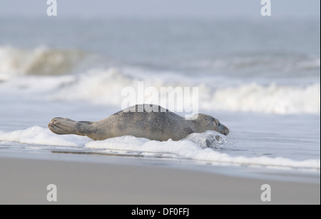 Harbor Dichtung (Phoca Vitulina) liegen am Strand, Langeoog, Ostfriesischen Inseln, Ostfriesland, Niedersachsen, Deutschland Stockfoto