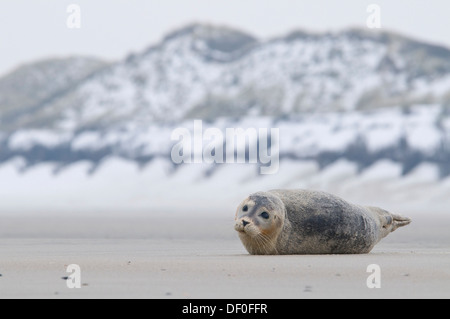 Harbor Dichtung (Phoca Vitulina) liegen am Strand, Langeoog, Ostfriesischen Inseln, Ostfriesland, Niedersachsen, Deutschland Stockfoto