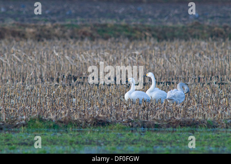 Zwergschwäne (Cygnus Bewickii), Haren, Emsland, Niedersachsen, Deutschland Stockfoto