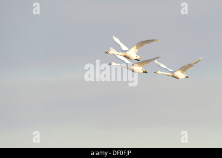 Zwergschwäne (Cygnus Bewickii), Haren, Emsland, Niedersachsen, Deutschland Stockfoto